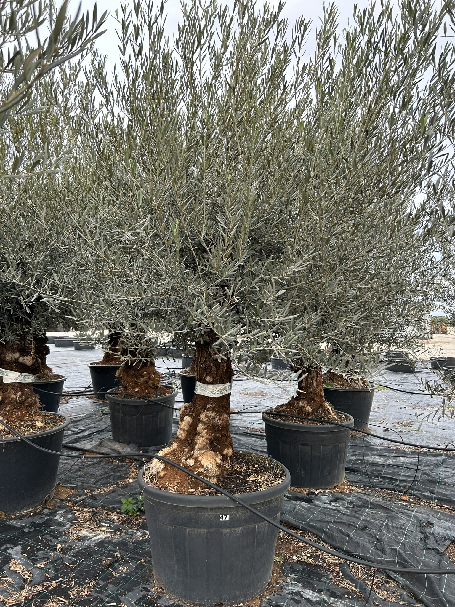 Olea europea